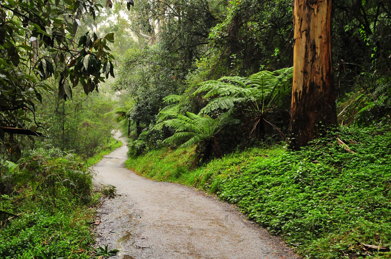 The Dandenongs The Dandenongs