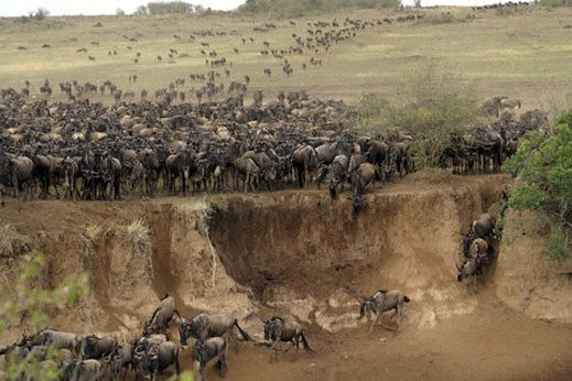 Tanzania Wildebeest Migration