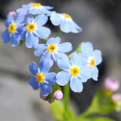 image003