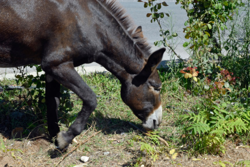 Cyprus donkey