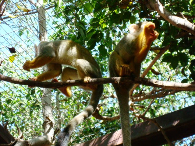Los Cristianos Monkey Park Los Cristianos Monkey Park