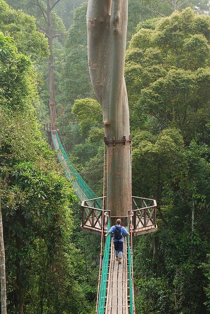 Borneo