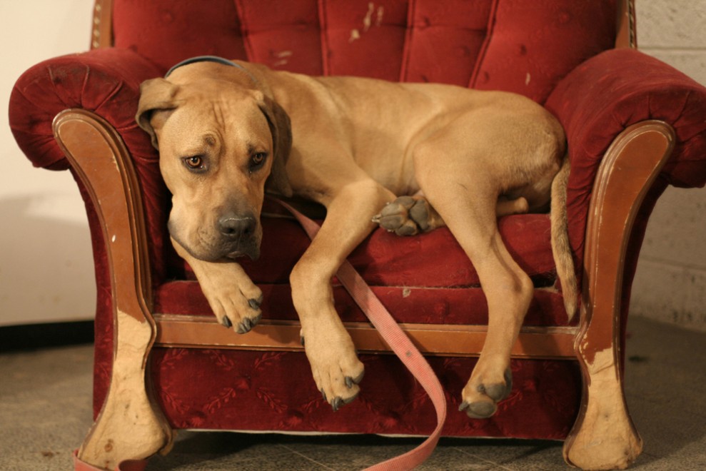 Pet Friendly Rentals Hays Ks at Miguel Walsh blog