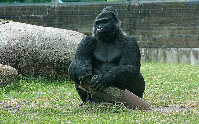 Blackpool Zoo gorilla