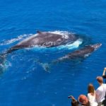 Most Popular Whale Watching Spots in Australia