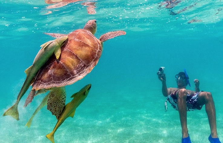 You Can Swim with Sea Turtles in Akumal